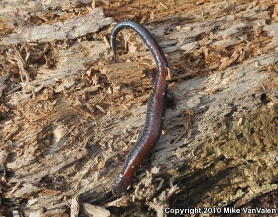 Eastern Red-backed Salamander (Plethodon cinereus)