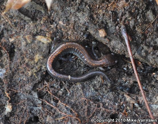 Eastern Red-backed Salamander (Plethodon cinereus)