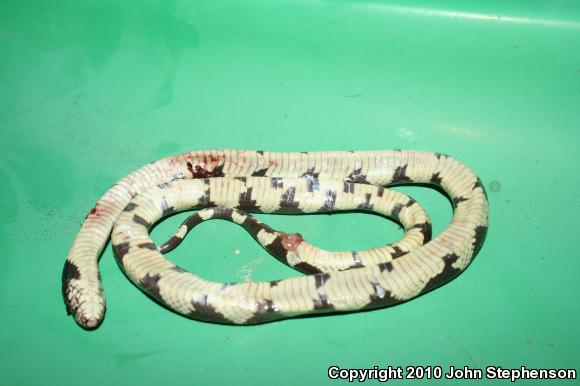 California Kingsnake (Lampropeltis getula californiae)