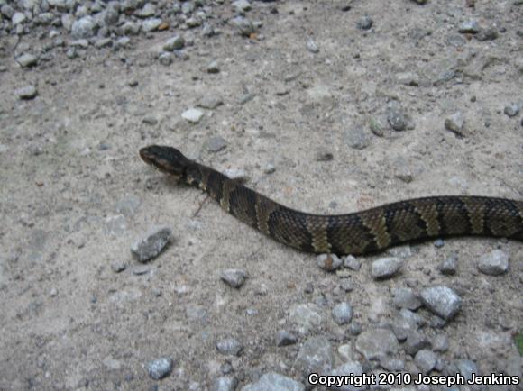 Eastern Cottonmouth (Agkistrodon piscivorus piscivorus)