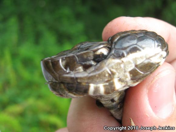 Eastern Cottonmouth (Agkistrodon piscivorus piscivorus)