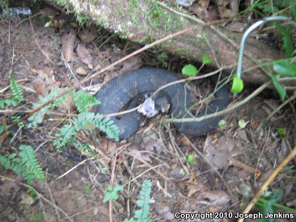 Eastern Cottonmouth (Agkistrodon piscivorus piscivorus)