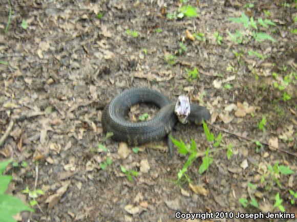 Eastern Cottonmouth (Agkistrodon piscivorus piscivorus)