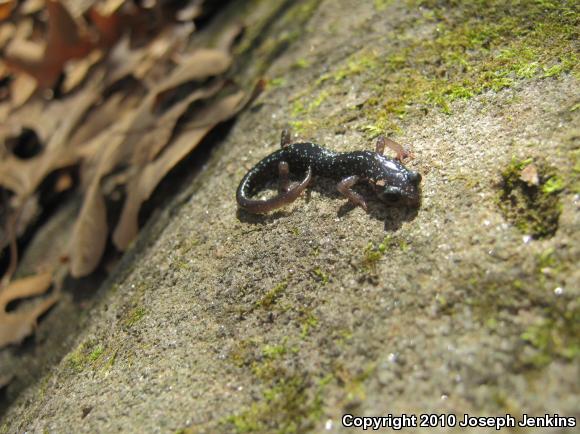 Northern Slimy Salamander (Plethodon glutinosus)