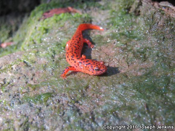 Northern Red Salamander (Pseudotriton ruber ruber)