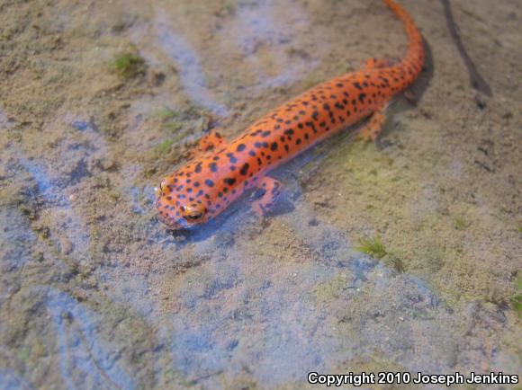 Northern Red Salamander (Pseudotriton ruber ruber)