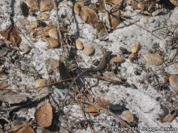 Six-lined Racerunner (Aspidoscelis sexlineata sexlineata)