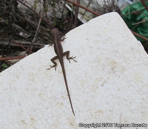 Northern Green Anole (Anolis carolinensis carolinensis)