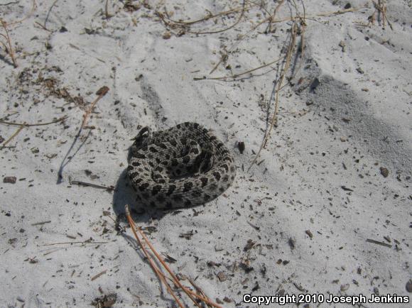 Dusky Pigmy Rattlesnake (Sistrurus miliarius barbouri)