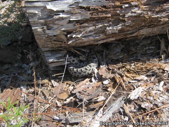 Dusky Pigmy Rattlesnake (Sistrurus miliarius barbouri)