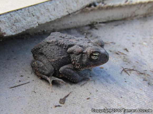 Southern Toad (Anaxyrus terrestris)