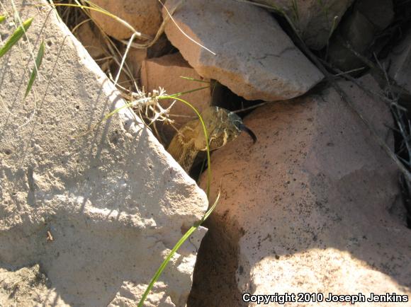 Prairie Rattlesnake (Crotalus viridis)