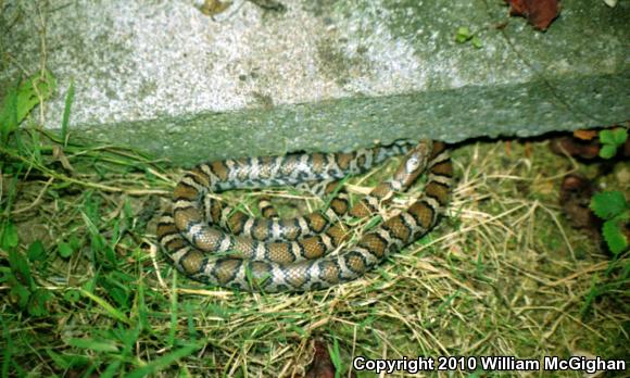 Eastern Milksnake (Lampropeltis triangulum triangulum)