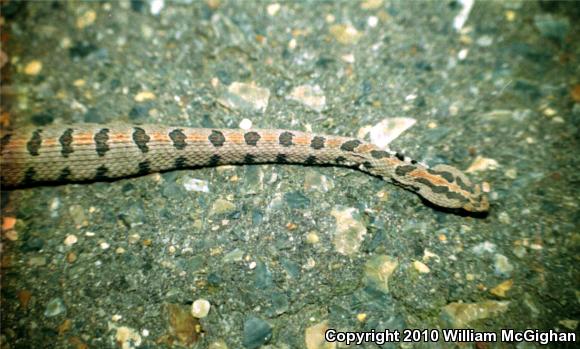 Western Pigmy Rattlesnake (Sistrurus miliarius streckeri)