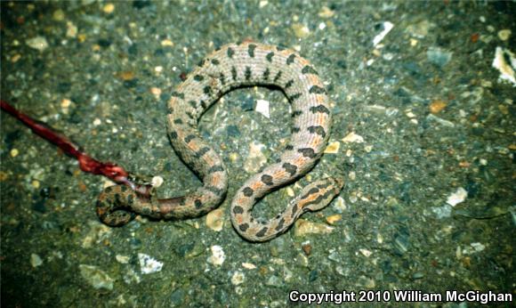 Western Pigmy Rattlesnake (Sistrurus miliarius streckeri)