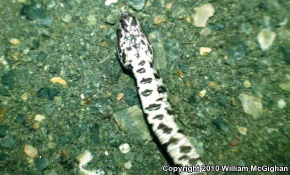 Western Pigmy Rattlesnake (Sistrurus miliarius streckeri)