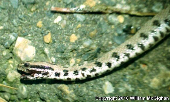 Western Pigmy Rattlesnake (Sistrurus miliarius streckeri)