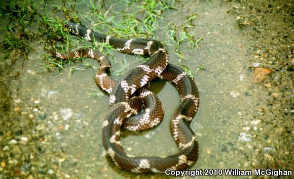 Eastern Kingsnake (Lampropeltis getula getula)