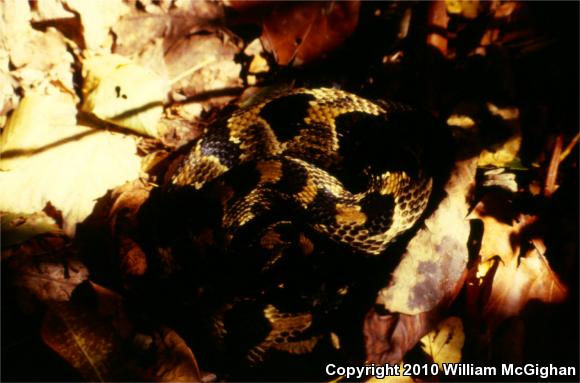 Timber Rattlesnake (Crotalus horridus)