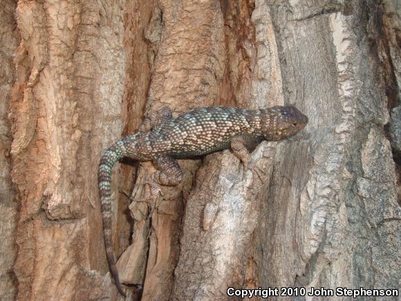 Great Basin Fence Lizard (Sceloporus occidentalis longipes)