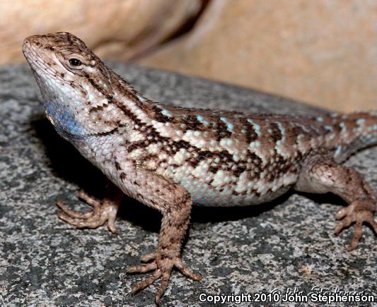 NorthWestern Fence Lizard (Sceloporus occidentalis occidentalis)