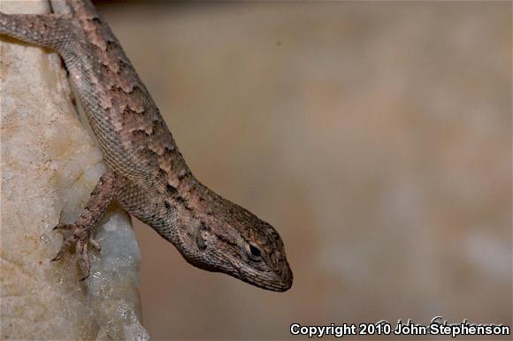 NorthWestern Fence Lizard (Sceloporus occidentalis occidentalis)