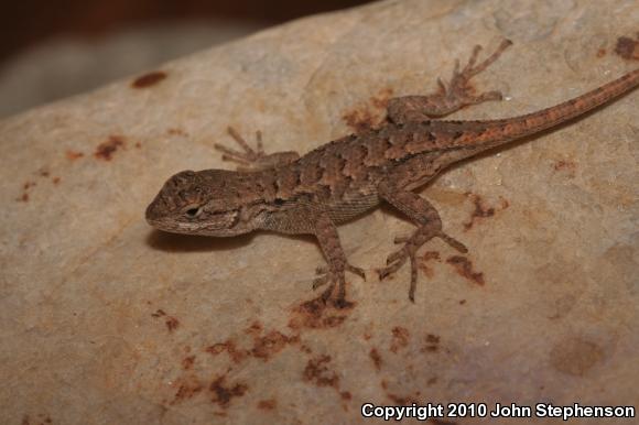 NorthWestern Fence Lizard (Sceloporus occidentalis occidentalis)