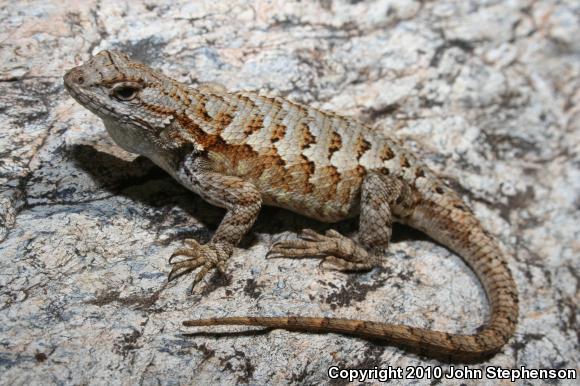 NorthWestern Fence Lizard (Sceloporus occidentalis occidentalis)