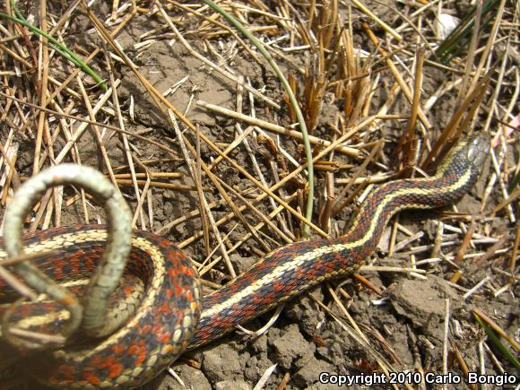 Coast Gartersnake (Thamnophis elegans terrestris)