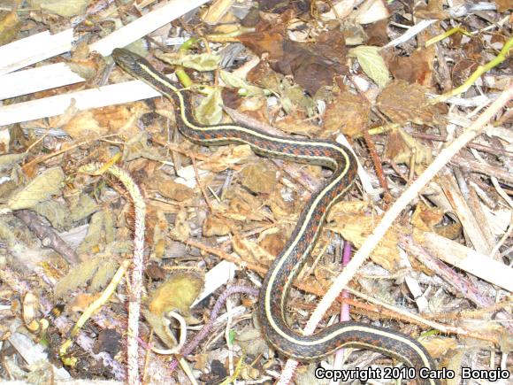 Coast Gartersnake (Thamnophis elegans terrestris)