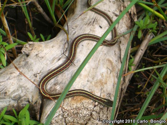 Coast Gartersnake (Thamnophis elegans terrestris)