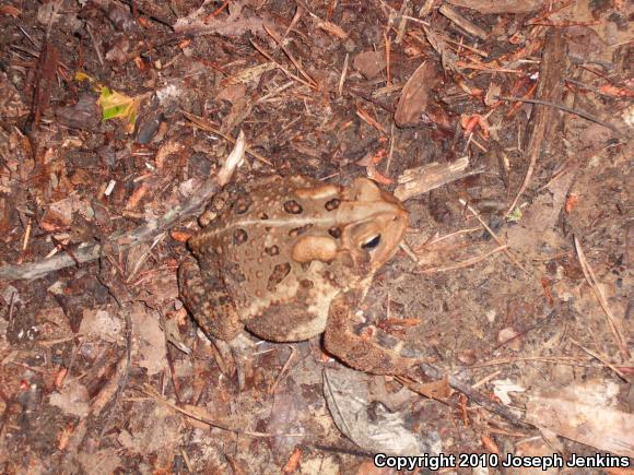 Eastern American Toad (Anaxyrus americanus americanus)