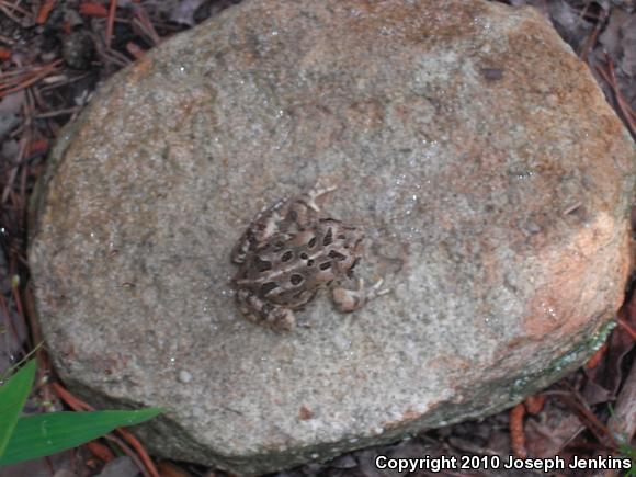 Eastern American Toad (Anaxyrus americanus americanus)