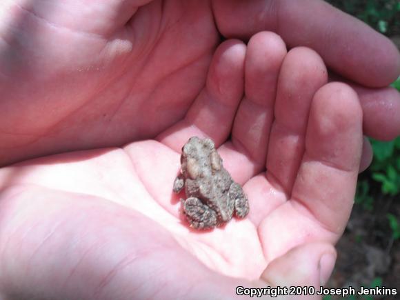 Eastern American Toad (Anaxyrus americanus americanus)