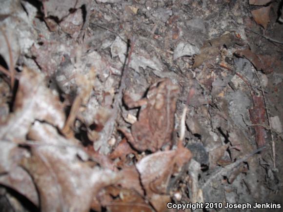 Eastern American Toad (Anaxyrus americanus americanus)