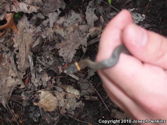 Northern Ring-necked Snake (Diadophis punctatus edwardsii)