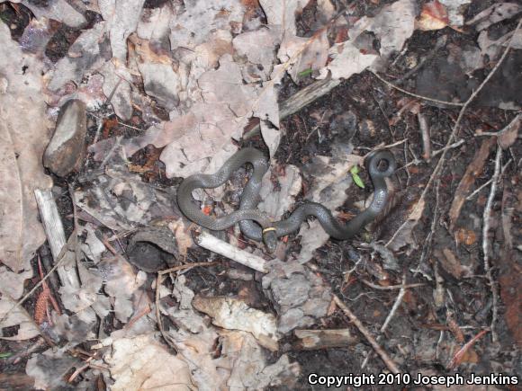 Northern Ring-necked Snake (Diadophis punctatus edwardsii)