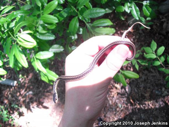 Eastern Gartersnake (Thamnophis sirtalis sirtalis)