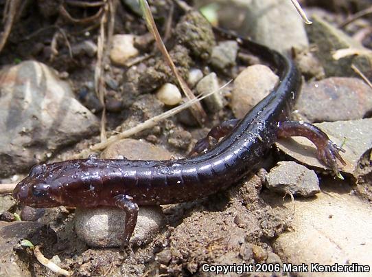 Allegheny Mountain Dusky Salamander (Desmognathus ochrophaeus)