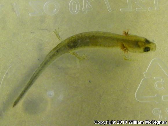 Kentucky Spring Salamander (Gyrinophilus porphyriticus duryi)