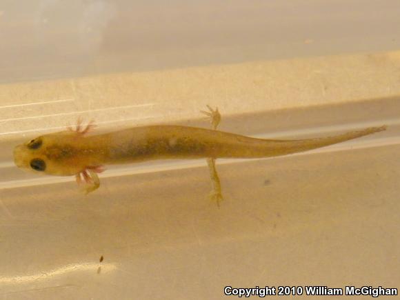 Kentucky Spring Salamander (Gyrinophilus porphyriticus duryi)