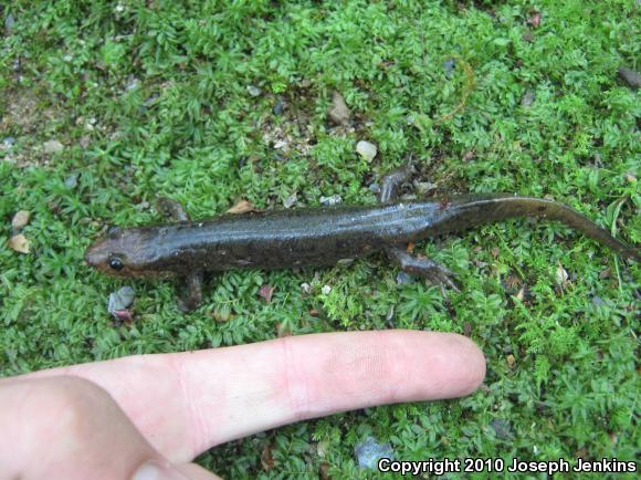 Shovel-nosed Salamander (Desmognathus marmoratus)