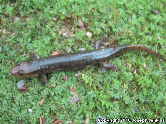 Shovel-nosed Salamander (Desmognathus marmoratus)