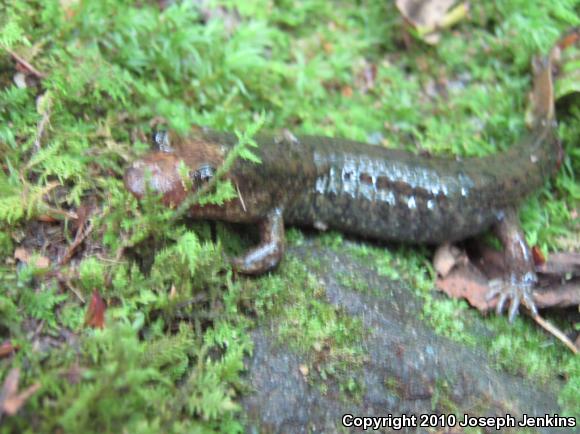 Shovel-nosed Salamander (Desmognathus marmoratus)