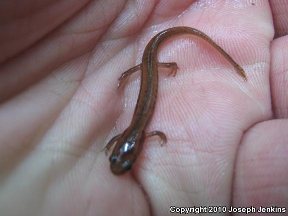 Blue Ridge Two-lined Salamander (Eurycea wilderae)