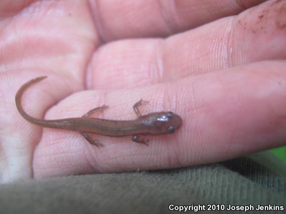 Blue Ridge Two-lined Salamander (Eurycea wilderae)