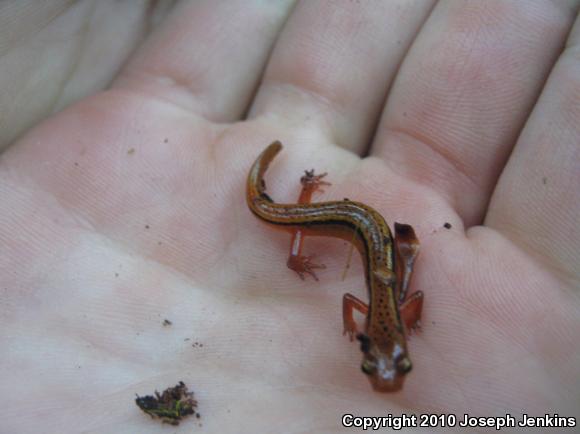 Blue Ridge Two-lined Salamander (Eurycea wilderae)