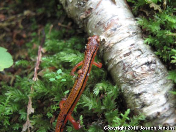 Blue Ridge Two-lined Salamander (Eurycea wilderae)