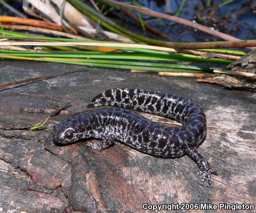 Frosted Flatwoods Salamander (Ambystoma cingulatum)