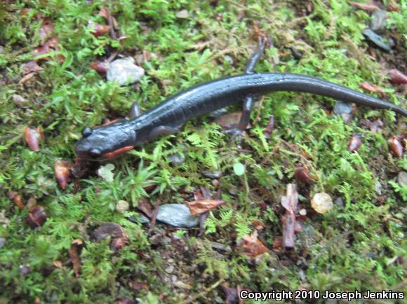 Red-cheeked Salamander (Plethodon jordani)